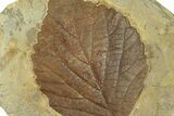 Fossil Leaf (Davidia) - Montana #269332-1